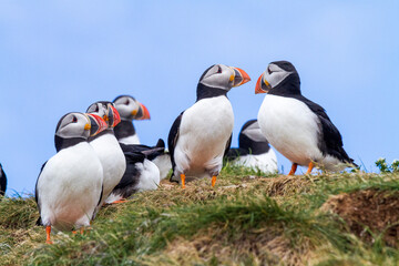 Papapgeientaucher - Puffin - fratercula arctica