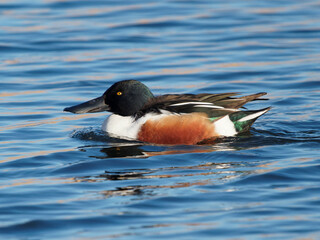 A male shoveler duck (Anas clypeata) on the water at the RSPB Dearne Valley Old Moor, a nature reserve in Barnsley, South Yorkshire.