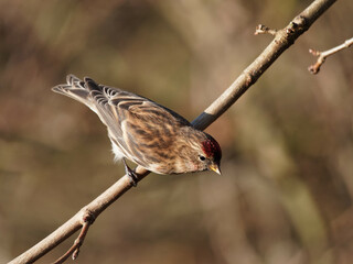 A lesser redpoll (Acanthis cabaret) on a branch at the RSPB Dearne Valley Old Moor, a nature reserve in Barnsley, South Yorkshire.