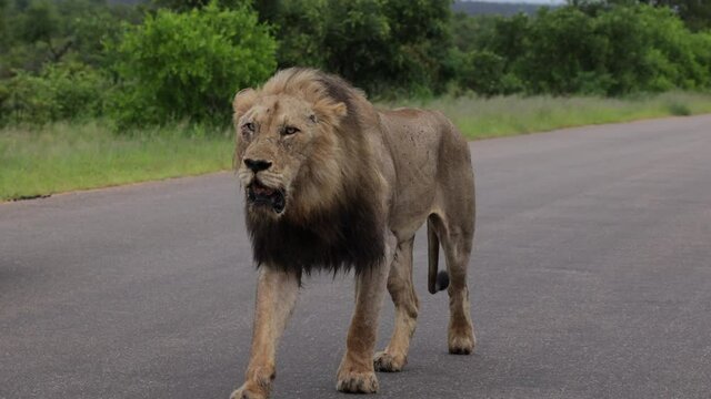 The male lion walking in the road