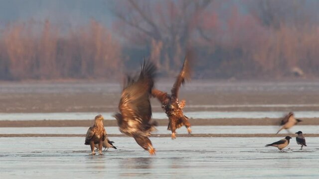 White-tailed eagle in winter lake