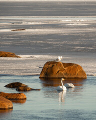 Fototapeta na wymiar Whooper swans, or common swans, swimming in icy sea.