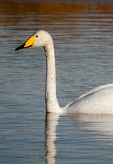 A whooper swan, or common swan, swimming in icy sea.