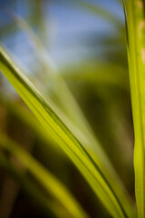A sugar cane plantation field in Brazil. Agriculture concept