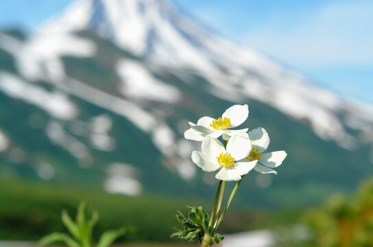 A close up of white flowers of narcissus anemone (Anemonastrum narcissiflorum ssp. sibiricum)