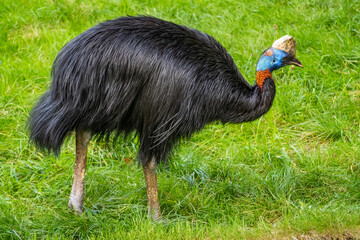 black crowned pigeon