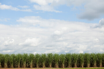 Fototapeta na wymiar A sugar cane plantation field in Brazil. Agriculture concept
