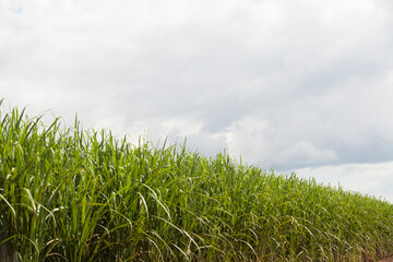 A sugar cane plantation field in Brazil. Agriculture concept