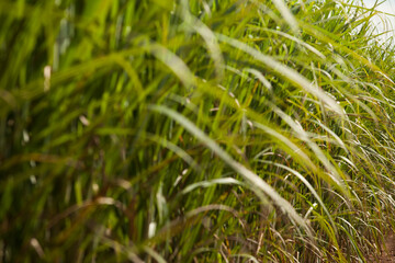 A sugar cane plantation field in Brazil. Agriculture concept