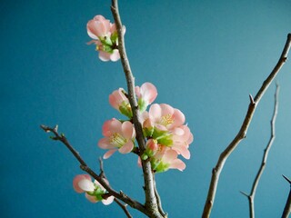 Close up of pink quince blossom against dark blue wall. Natural floristry.