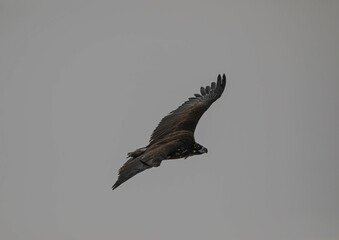 Flying Eagle in Korea