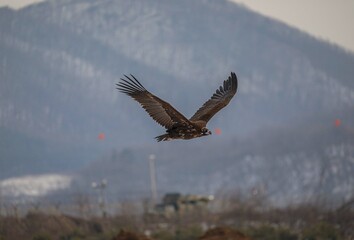 Flying Eagle in Korea