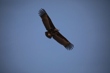 Fototapeta premium Flying Eagle in Korea