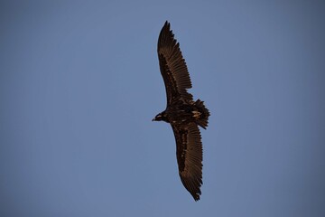 Flying Eagle in Korea
