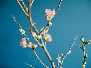Blooming quince branch against petrol wall. Natural floristics.