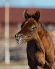 Young pretty arabian horse foal on summer background, portrait closeup