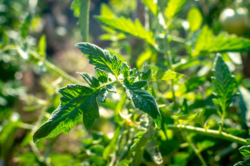 Fototapeta na wymiar Tomato plant leaves close up. Green twigs and stem of tomato growing in the rays of the bright sun. Selective focus