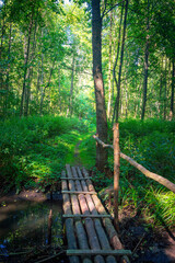 Fototapeta premium Pedestrian log bridge with handrails over a small forest river. Hiking hiking trail in the forest. soft focus