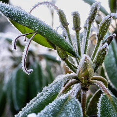 frost on plant