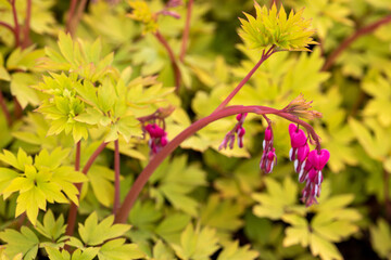 Dicentra spectabilis 'Gold heart'