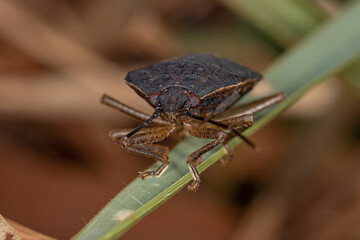 Adult Stink Bug