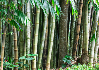 Closeup of tropical bamboo forest.