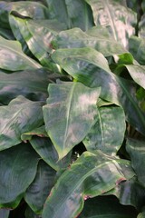 close up of green leaves