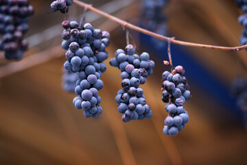 Slightly frozen bunches of ripe blue grapes.
