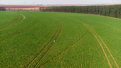 Aerial View of Green drills or rows of potatoes growing at a plantation in Brazil. The plants are tall, rich green with lots of leaves.