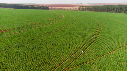 Aerial View of Green drills or rows of potatoes growing at a plantation in Brazil. The plants are...