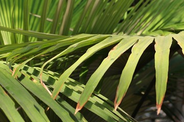 green grass in the wind