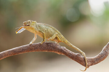 Little Chameleon on Branch