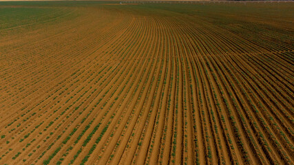Aerial View of Green drills or rows of potatoes growing at a plantation in Brazil. The plants are tall, rich green with lots of leaves.