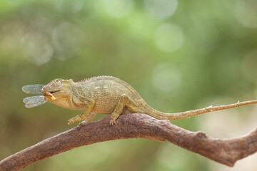 Little Chameleon on Branch