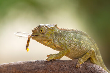 Little Chameleon on Branch