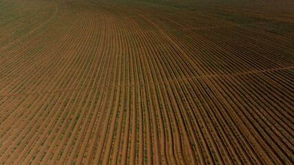 Aerial View of Green drills or rows of potatoes growing at a plantation in Brazil. The plants are tall, rich green with lots of leaves.