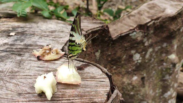 Wild butterflies are sucking nectar from pieces of fruit. The video is slightly shaky and focuses directly on the butterfly.