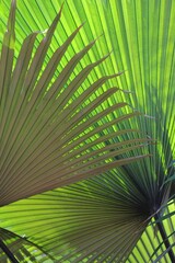 Fototapeta premium palm tree leaves