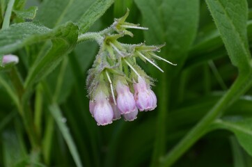 Blooming pink comfrey, scientific name Symphytum officinale