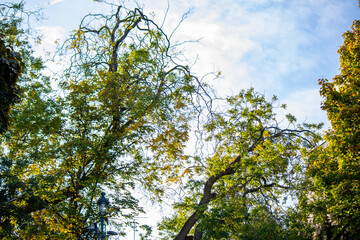 Tall Green trees branches in the cloudy sky of Arènes de Lutèce in Paris