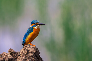 Common Kingfesher looking for Hunt