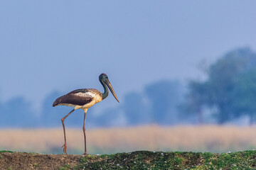 Black-Necked Stork