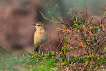 Bird in Natural Habitat