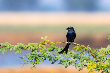 Black Drongo on stem of a plant