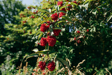 Obraz premium Red rowan berries on a rowan tree. with green leaves. A rowan tree on a branch.