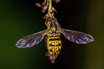 Adult Calligrapher Fly