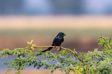 Black Drongo on stem of a plant