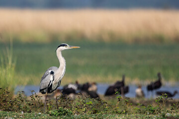 Purple Heron In Natural Habitat