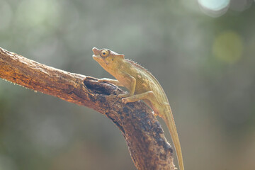 Little Chameleon on Branch