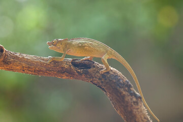 Obraz premium Little Chameleon on Branch